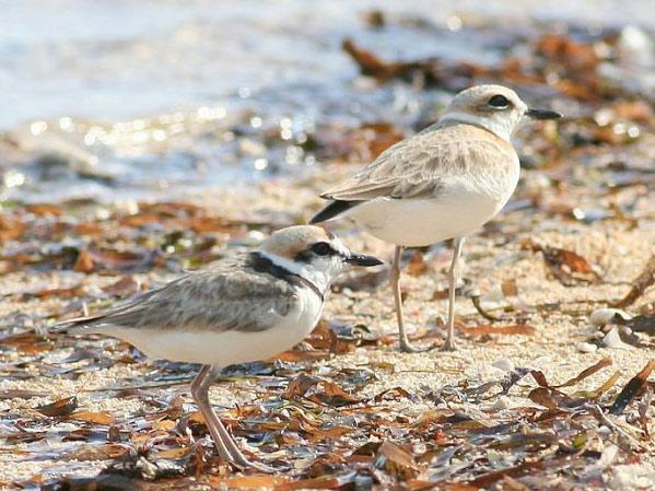-Globally threatened species are Malaysian Plover (Charadrius peronii) and Asian Dowitcher (Limnodromus semipalmatus), - Near