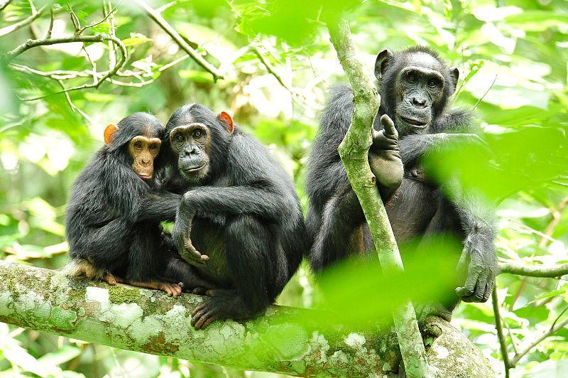 World s Premier Primate Country Uganda has the largest mountain gorilla population in the world 54% (over 400 of them). Less than 700 gorillas survive in the world today.