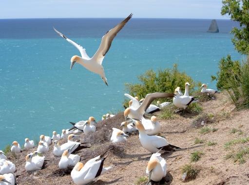 We recommend the following optional activities: Gannet 4WD Safari