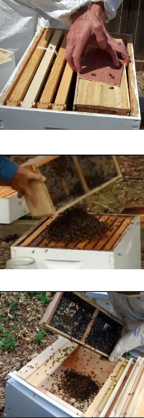 Installing a Package & Queen - Putting The Bees Into The Brood Box - Box-in-Box Method - Remove Half The Frames From One Side of The Box - Install Queen Cage - Place the Package