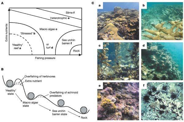 Coral Reefs Resilience