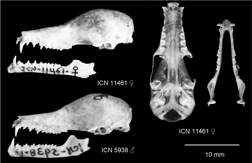 Check List 5(3): 463 467, 2009. Figure 2. Lateral and ventral view of the skull and mandible of A.