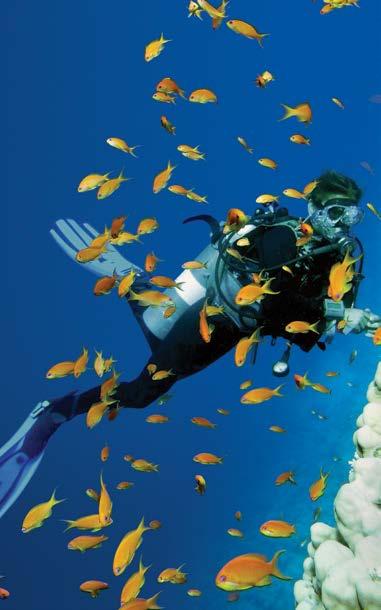 Diving Tours Shark Bay is an area that is rich in a diverse array of marine life,