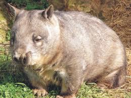 And the wombat ate and ate and ate. A moment later a hunter, carrying a boomerang, came running towards them. His eyes were set on the poor wombat.