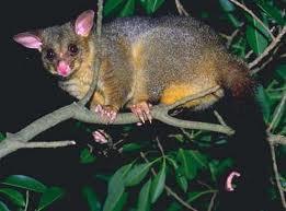 The koala The Tasmanian Devil The possum The numbat Bunna, I