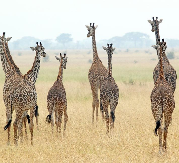 Your Itinerary in Detail Kenya is home to an endless array of ecosystems and is renowned as the land of the Safari.