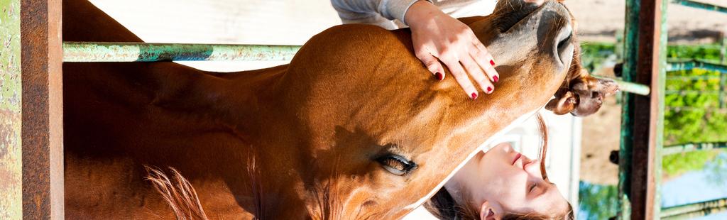 Horseback Camp ages 7-12: If love horses or even if you just want to try it out, this camp is for you!