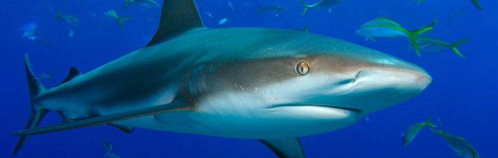 10 Sharks and Rays Sharks have a public relations problem most people do not understand how critical they are to ocean health, nor are people aware how rapidly their populations are declining.