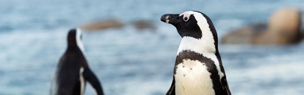 5 African Penguin African penguins are in trouble and they need our help.