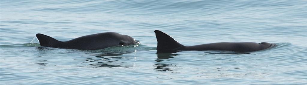 7 PUBLIC ENGAGEMENT: SAVING THE VAQUITA In 2016, AZA, its members and the public launched an online petition to the U.S. Ambassador to Mexico in support of making the gillnet ban permanent.