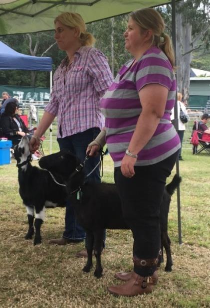 Miniature Goat Breeders Association of Australia Inc ARBN: 169 787 009, Office: 149 Four Mile Lane Boyland, Qld, 4275 AUSTRALIAN MINIATURE GOATS MT GRAVATT SHOW RESULTS SATURDAY 25 TH JULY 2015
