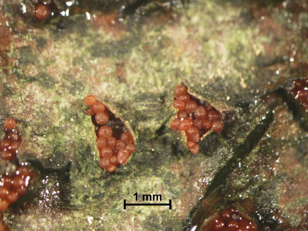 Slika 7: Trosišča glive Nectria cinnabarina na bukovi skorji. (Foto: N.