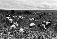 February 1936 Labor contractor's crew picking peas, Nampa, Idaho.