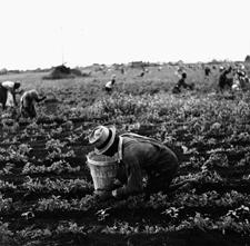 October 1935 Picking beans, Belle Glade,