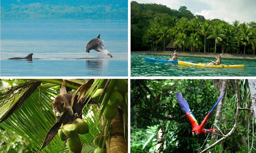 Days 13-14 GOLFO DULCE Guided activities from your lodge or time to relax on the Pacific Coastline.