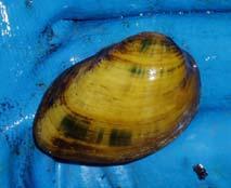 surveys have occurred since that time Improving water quality Rare mussel species occur in