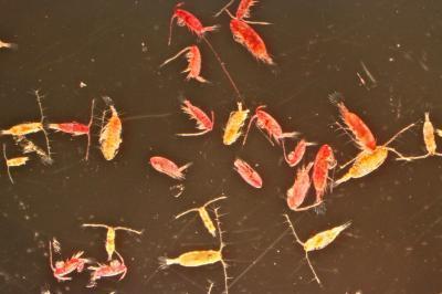 Eksperimento metu buvo naudojami specialūs dažai, kurių įpylus jų į vandens pavyzdį, gyvas zooplanktonas įsisavindavo dažus ir nusidažydavo raudonai, o negyvi organizmai spalvos nekeisdavo (17 pav.).