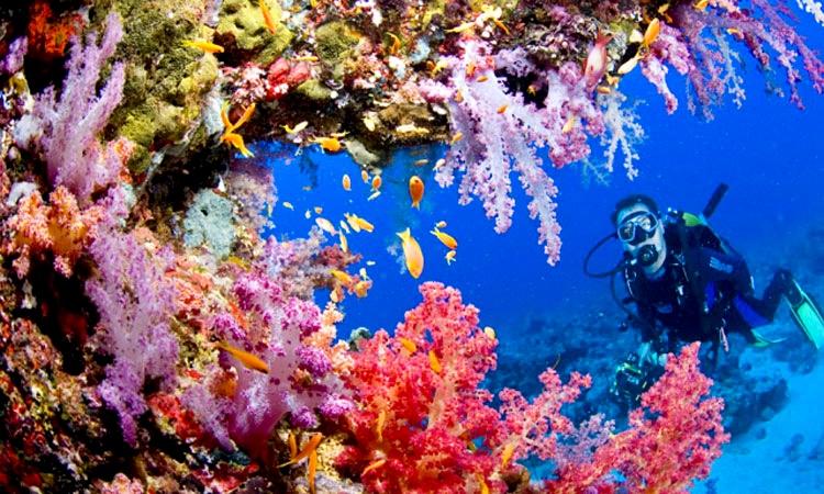 NEARBY ADVENTURES Tubbataha Reefs Natural Park Rivals the Great Barrier Reef in its diversity