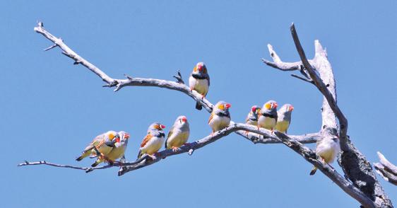 A flock of Zebra Finches at Mutawintji National Park, which the Foundation acquired 10,000 hectares for. Photo: Chris Grounds.