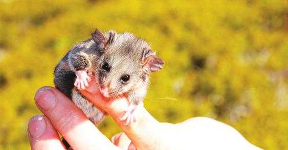 The Foundation continues to fund recovery actions for Mountain Pygmy-possums, and has done so for many years. Photo courtesy of Dr Linda Broome.