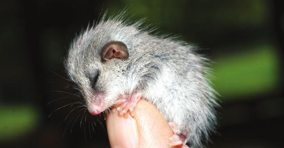 Thanks to the Foundation for National Parks & Wildlife, this baby Eastern Pygmy-possum has a healthy habitat. See page 3 inside to find out more about its story.