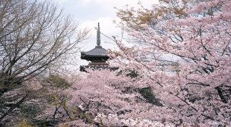 Day 4: APR 02 (MON) TOKYO - MT. FUJI - HAKONE 08:00am Leave for sightseeing with ESG by a chartered bus Visit Mt.