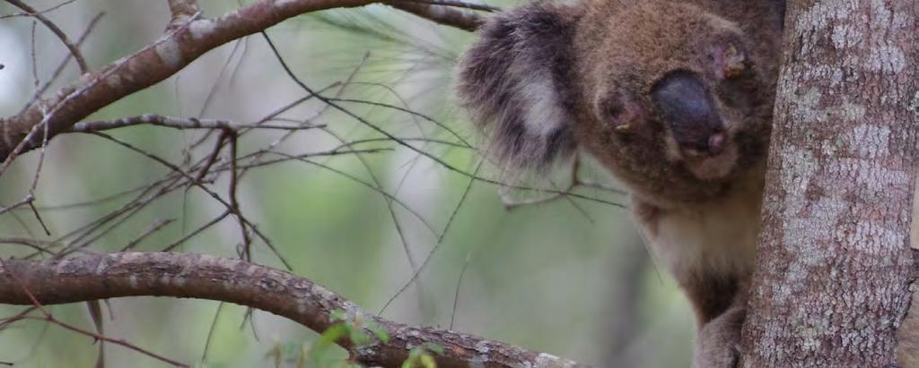 Health and welfare management C Health and welfare 1 Contribute towards research of Chlamydia strains affecting Gold Coast koalas through partnerships with universities, research organisations and