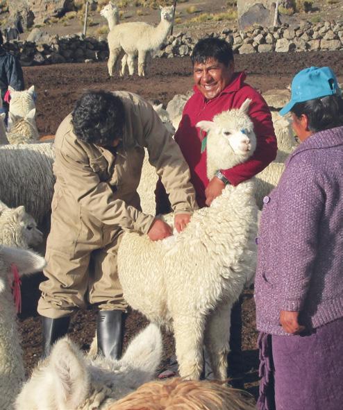 ALPACA BREEDING This project aims to help small alpaca producers in Arequipa optimize their cattle by crossing them with sires of genetically improved breeds.