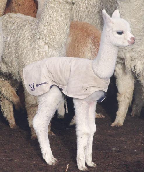 PROTECTION OF ALPACAS Low temperatures during the cold months in the Andes are a problem for alpacas, their fleeces and the people who tend them.