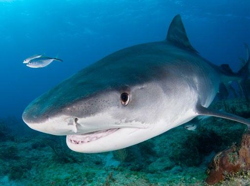 Policy changes are also critical to saving sharks and rays.