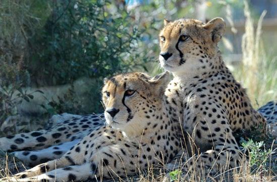 10 Cheetah The second annual survey of AZA-accredited facilities with cheetahs indicates that powerful and empowering messaging and interpretation remains a niche for