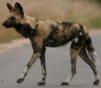 Regional Conservation Context Wild dogs listed as Endangered and cheetahs as Vulnerable on IUCN Red Data List Cheetahs are listed on CITES I; trade also thought to compromise wild populations of wild