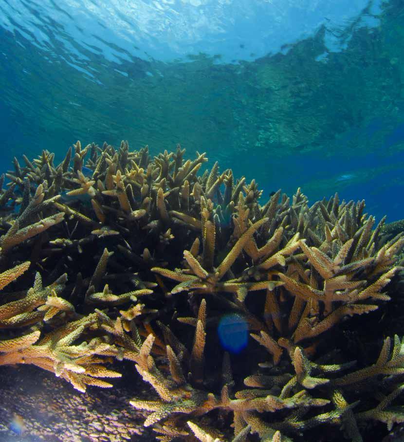 Communicating the Economic and Social Importance of Coral Reefs for South East Asian
