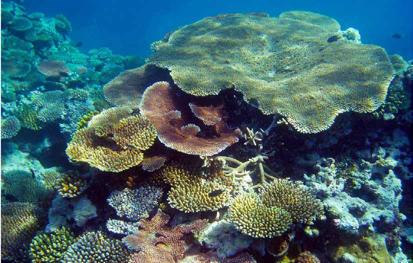 South East AsiaFactsheet REGIONAL DATA Estimates show the 70,000 km 2 of reefs in the region provide tangible benefits of US$10.6b annually to the economies of the countries.