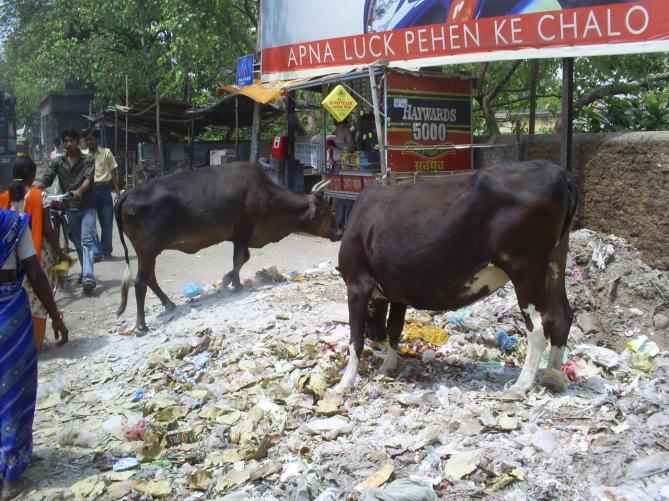 Aurangabad, India Cows
