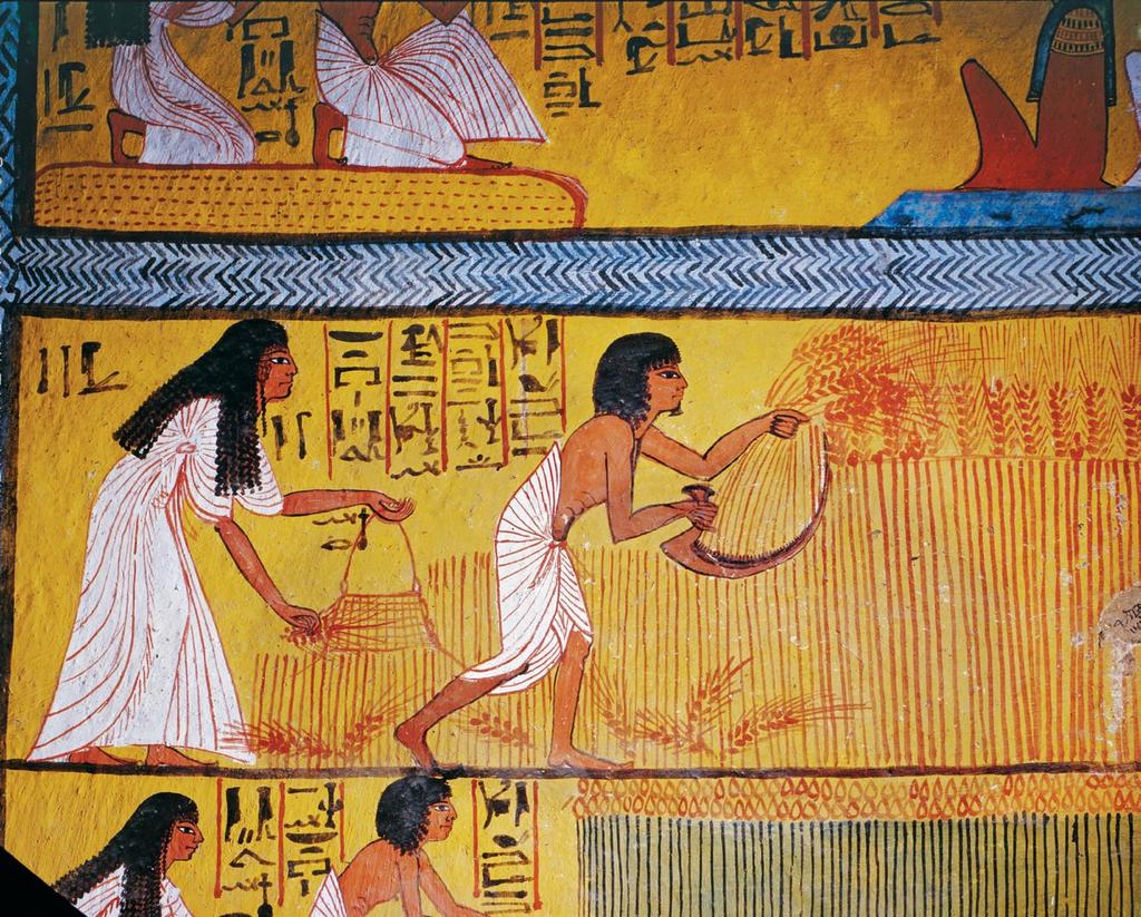 Farmers in ancient Egypt learned how to grow wheat and barley. This tomb painting (above) shows a couple harvesting their crop.