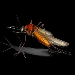 West Nile Virus Carried by infected mosquitos Ways to protect