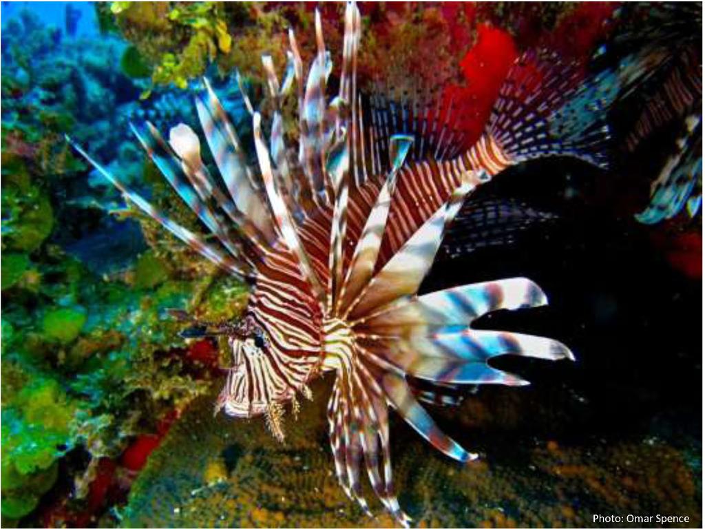 Proceedings of the Caribbean Food Crops Society 47(49-57), 2011 Figure 1: Lionfish sighted in Jamaican waters.