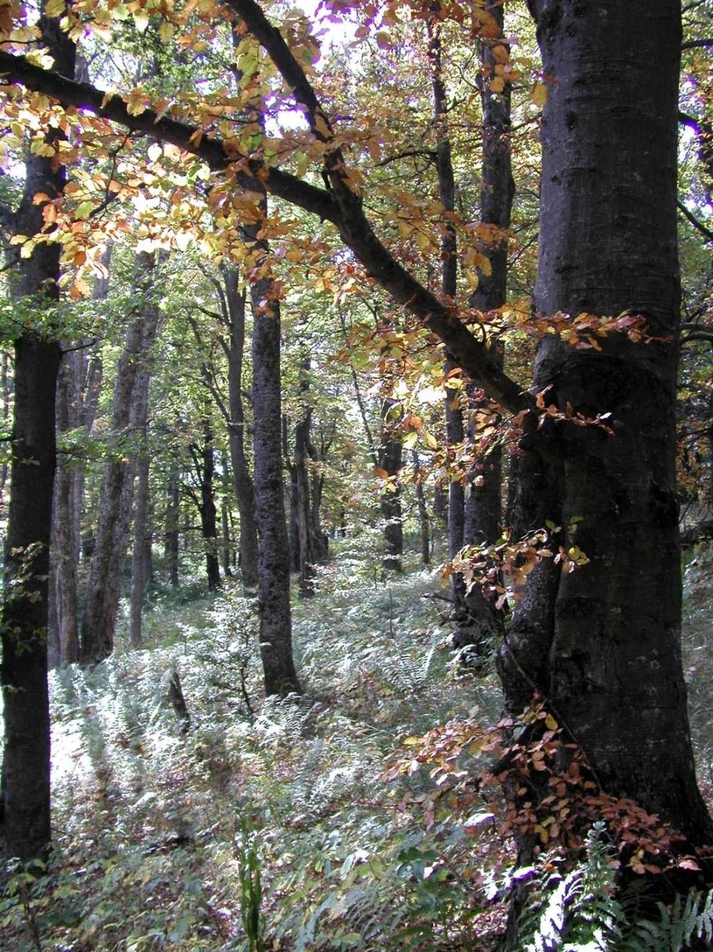 Obr. 2: Národná prírodná rezervácia Ľubietovský Vepor predstavuje jedno z najväčších jadier biosférickej rezervácie Poľana. Predmetom ochrany sú spoločenstvá jedľových bučín (foto P. Urban).