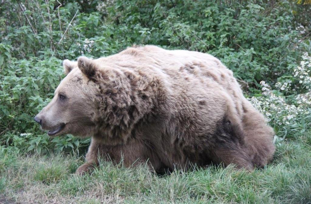 termíne počas vrcholiacej ruje medveďov, koncom mája, resp. začiatkom júna, od 16. do 23. hodiny (PATAKY & FABRICIUSOVÁ 2015). Obr. 11: Medveď hnedý je pôvodným druhom cicavcov Poľany.