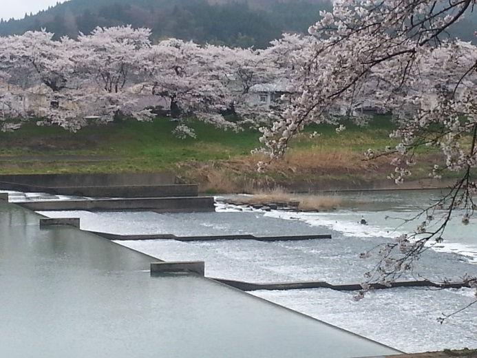 district which is famous for its riverbank-lined 1,000 cherry blossom trees. To get there is only 40 minutes (25km) by train from downtown Sendai.
