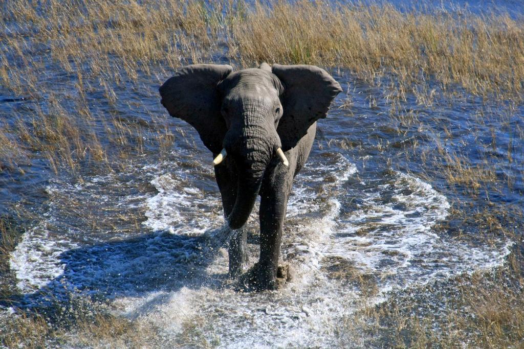 Collaring Report Ecology of elephants in the Okavango Delta, Botswana July 2010