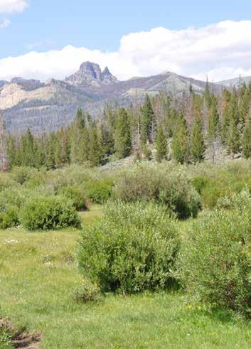 Acreage: T Cross Ranch is comprised of approximately 160 deeded acres. The land is bisected by over a mile of Horse Creek and is completely surrounded by Shoshone National Forest.