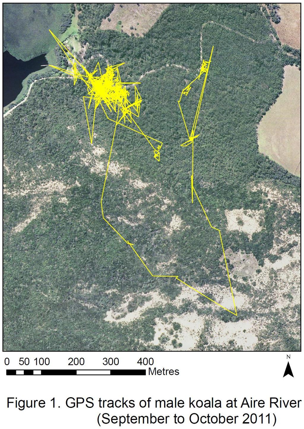 Figure 1: GPS tracks of male koala at Aire River (September to October 2011). Tri-axial accelerometer dataloggers were deployed on 15 koalas in October.