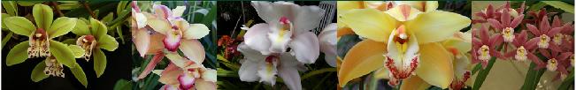 This month s speaker is Sergio Garcia, he will speak on orchids that can grow outdoors with our cymbidiums.