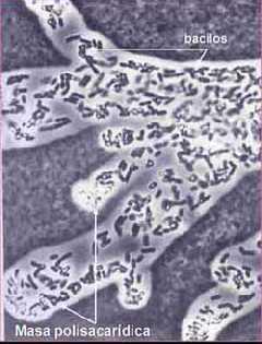 Bakterije su izvor hrane trepetljikašima i drugim skupinama Protozoa i Metazoa.