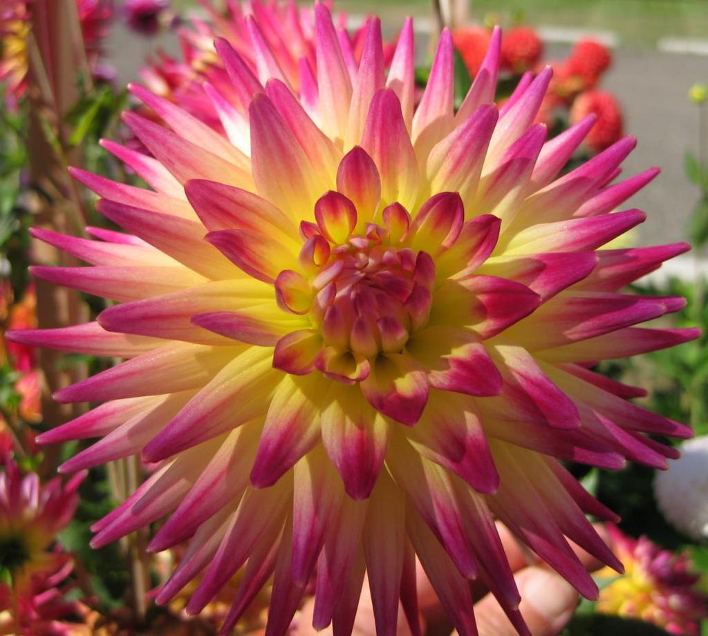 KITSAP COUNTY DAHLIA SOCIETY Inside this issue: KCDS Officers 2 KCDS Board Notes 2 Meeting Schedules 2 Timing Blooms for a show Dates to Remember: June 19, 7:00 PM General Meeting July 3, 7:00 PM