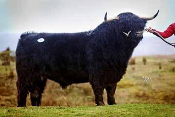 123rd Spring Show & Sale Report TOO MANY private sales and uncertainty over CAP reform, appeared to hit the quality and prices for Highland cattle at their main bull sale of the year in Oban this