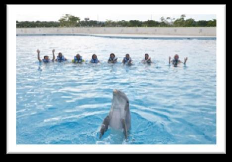 For over 20 years, Dolphin Discovery has contributed to the study and conservation of marine mammals, creating a bond of love of respect through the best interaction experience in unique habitats