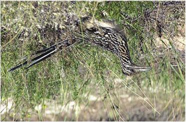Roadrunners are well-adapted to desert habitats of the Southwest.